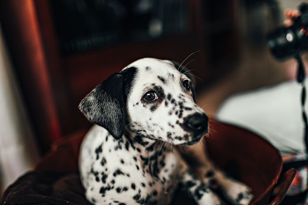 Dalmatian 2