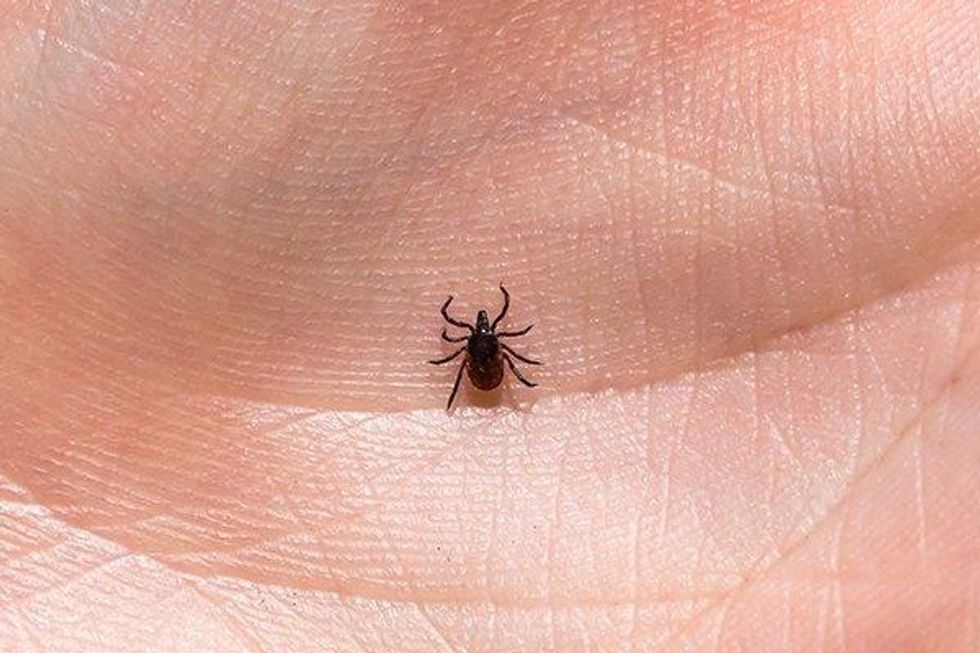 deer tick in the palm of a hand