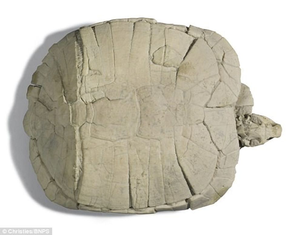 Del në shitje breshka e fosilizuar qe ka jetuar para 33 milione vitesh foto 2