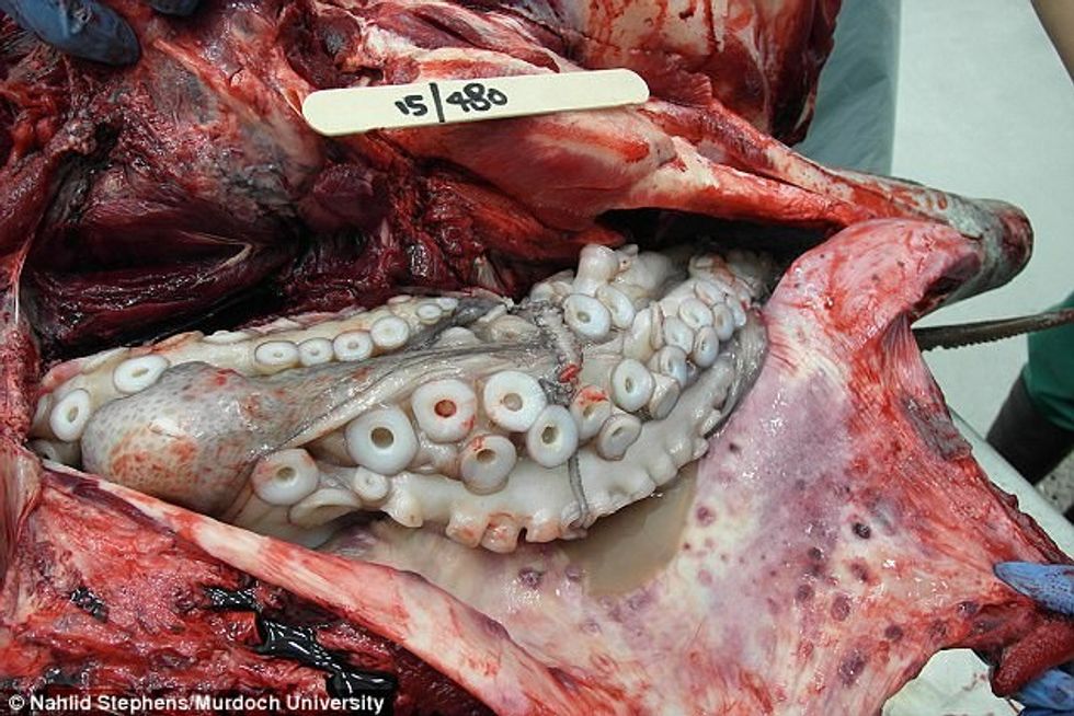 Delfini ngufatet duke përpirë oktapodin gjigant foto 2