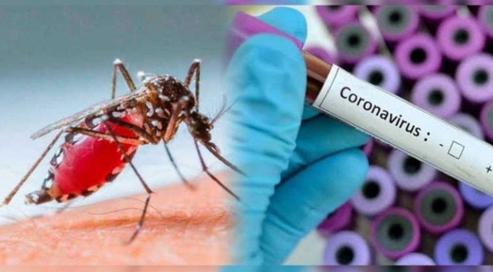 dengue coronavirus 1