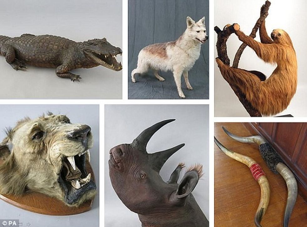 Dënim i lehtë për hajnin që vidhte statuja kafshësh foto 2