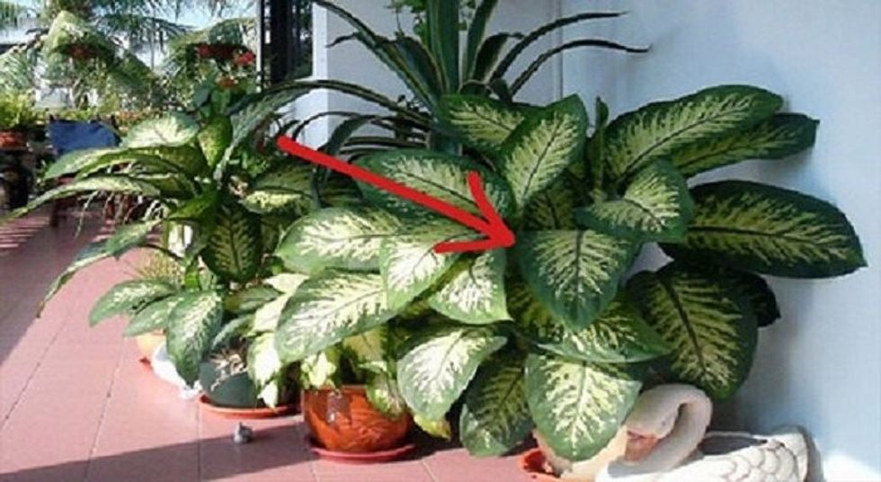 Dieffenbachia seguine