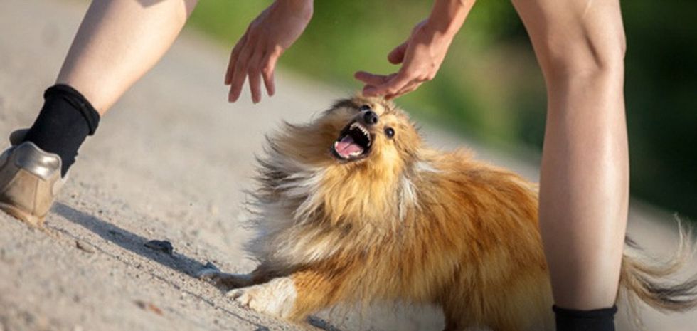 dog can recognize a bad person