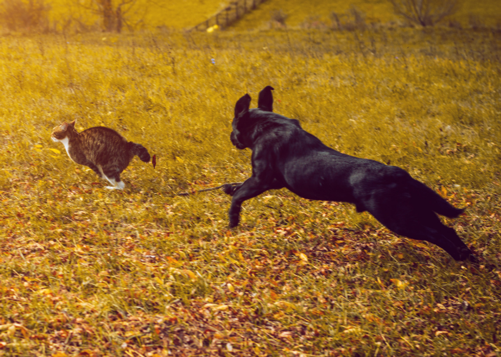 dog chasing cat