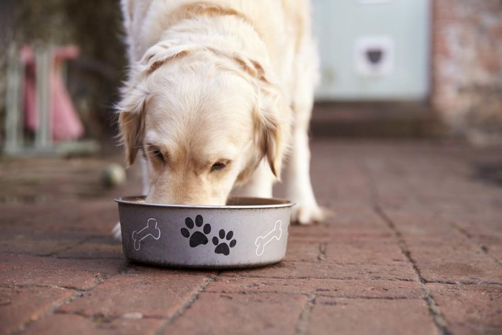dog eating from food bowl