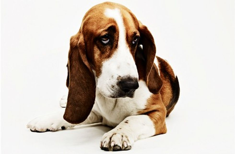 Dog Food Illness Claims 0