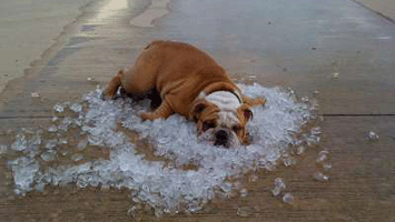 dog in ice 400