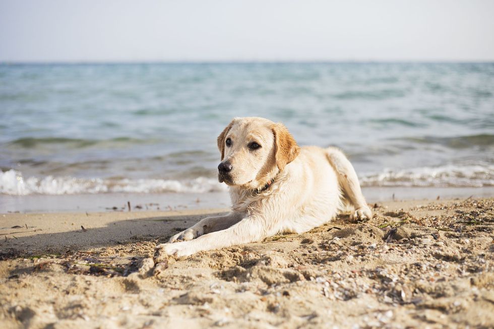dog on beach 1559292224
