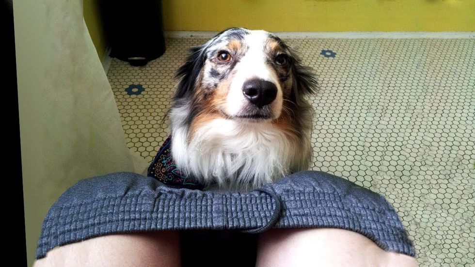 dog peeking through door