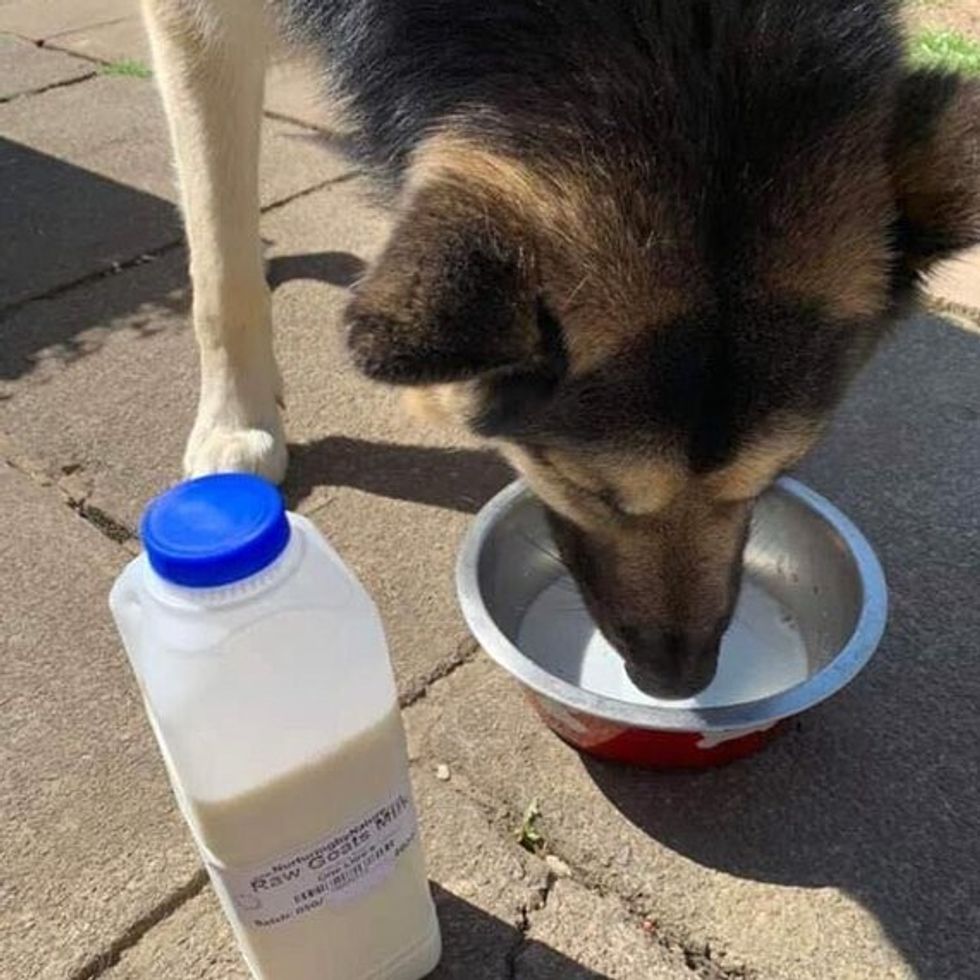 dog raw goat milk w1920 h1280 ratio fill