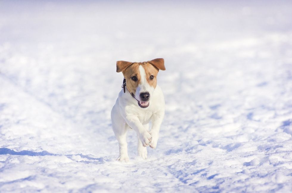 Dog Running Winter e1483987945869 1