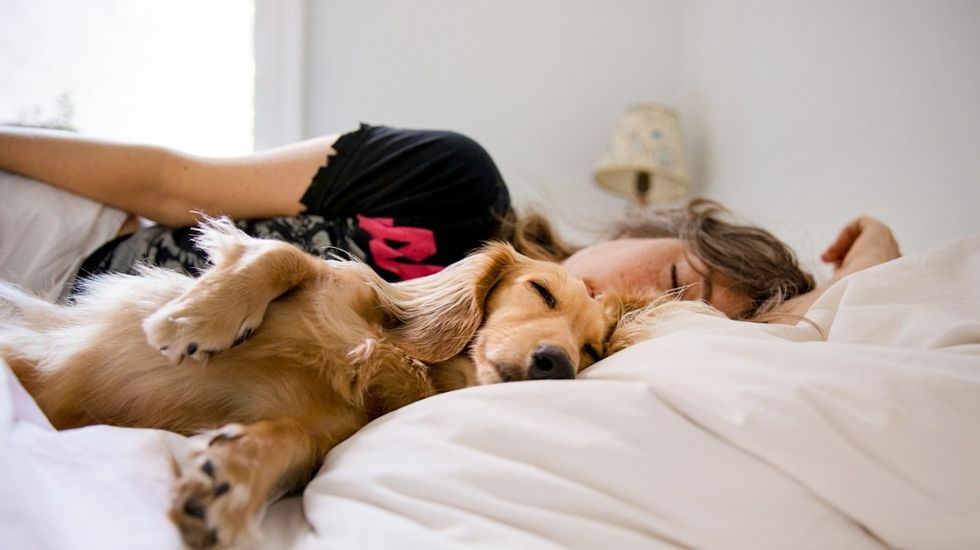 dog sleeping in bed with his human header