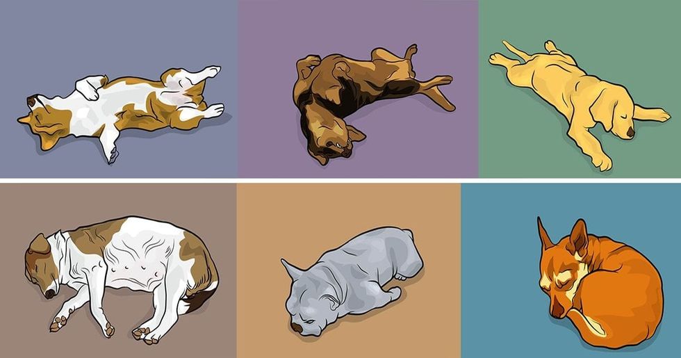 dog sleeping positions featured