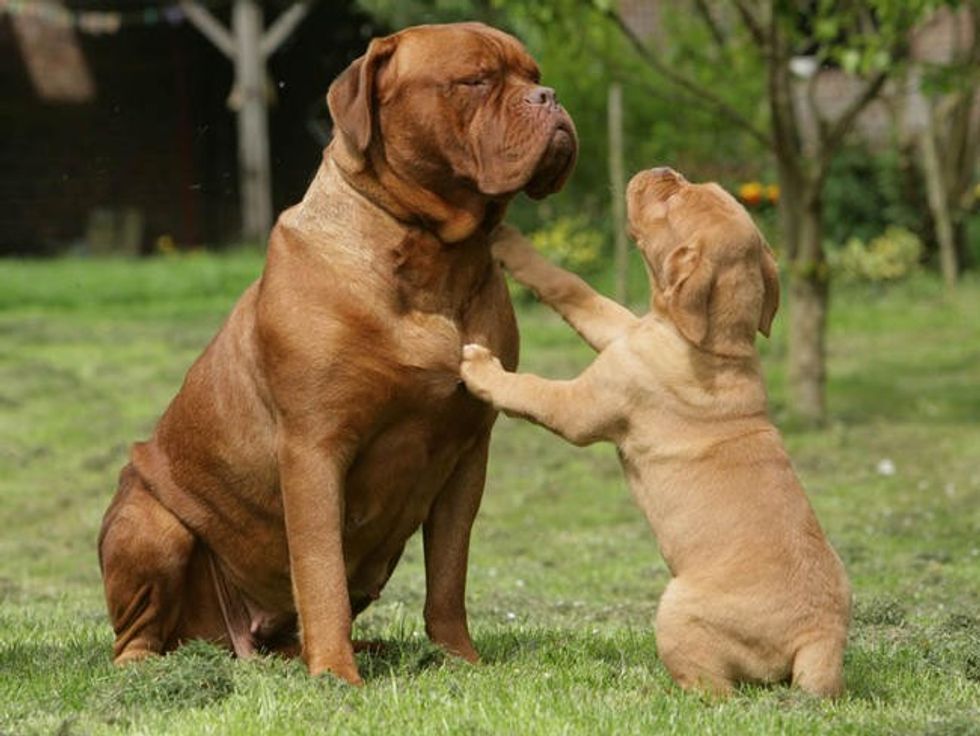 dogue de bordeaux