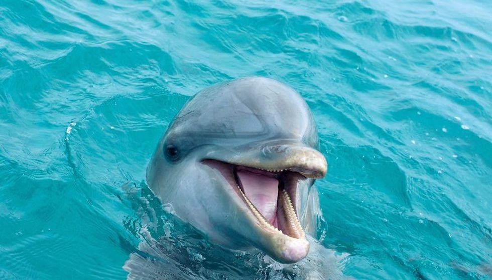 dolphin