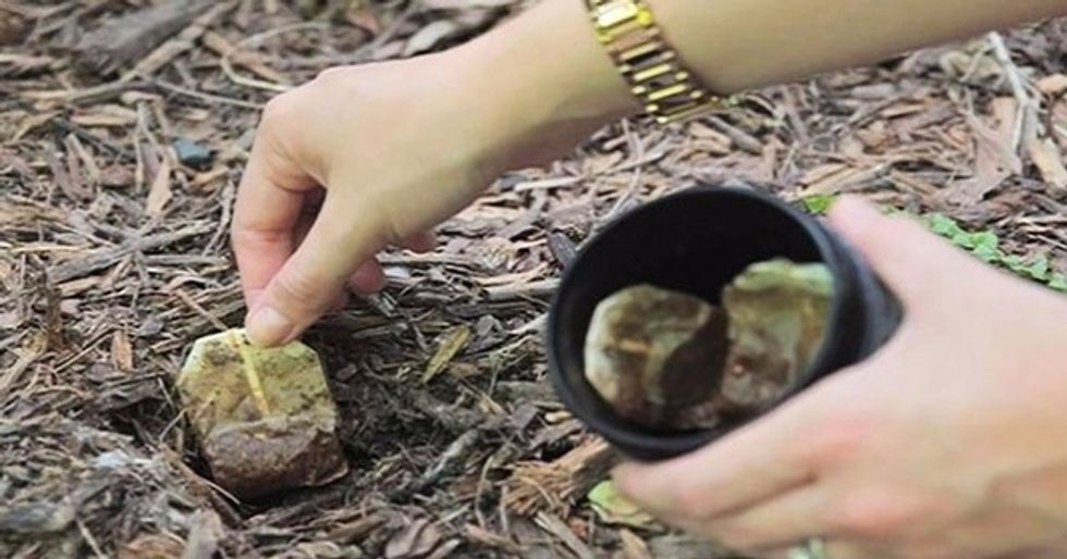 Don t Throw Away Your Teabags. Here s 10 Reasons