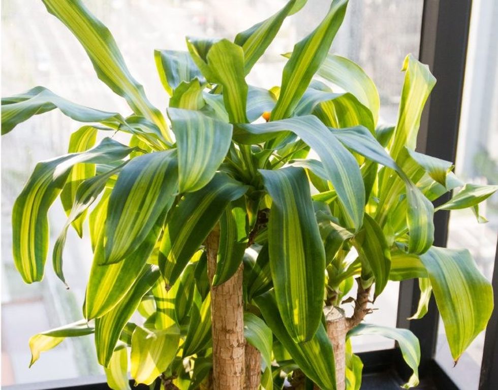 dracaena care ideas