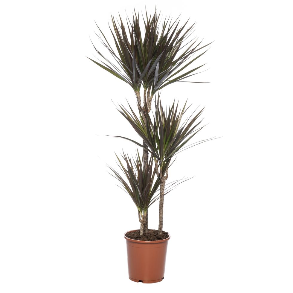 Dracaena Magen 4