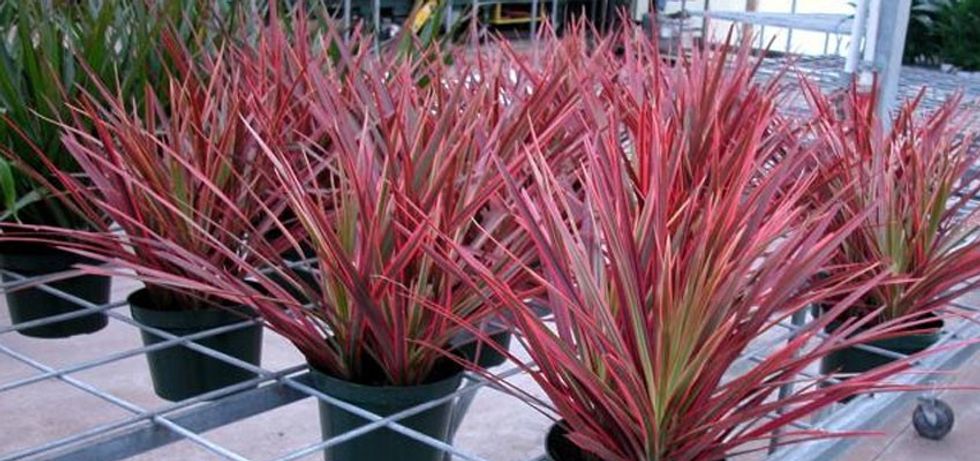 Dracena colorama
