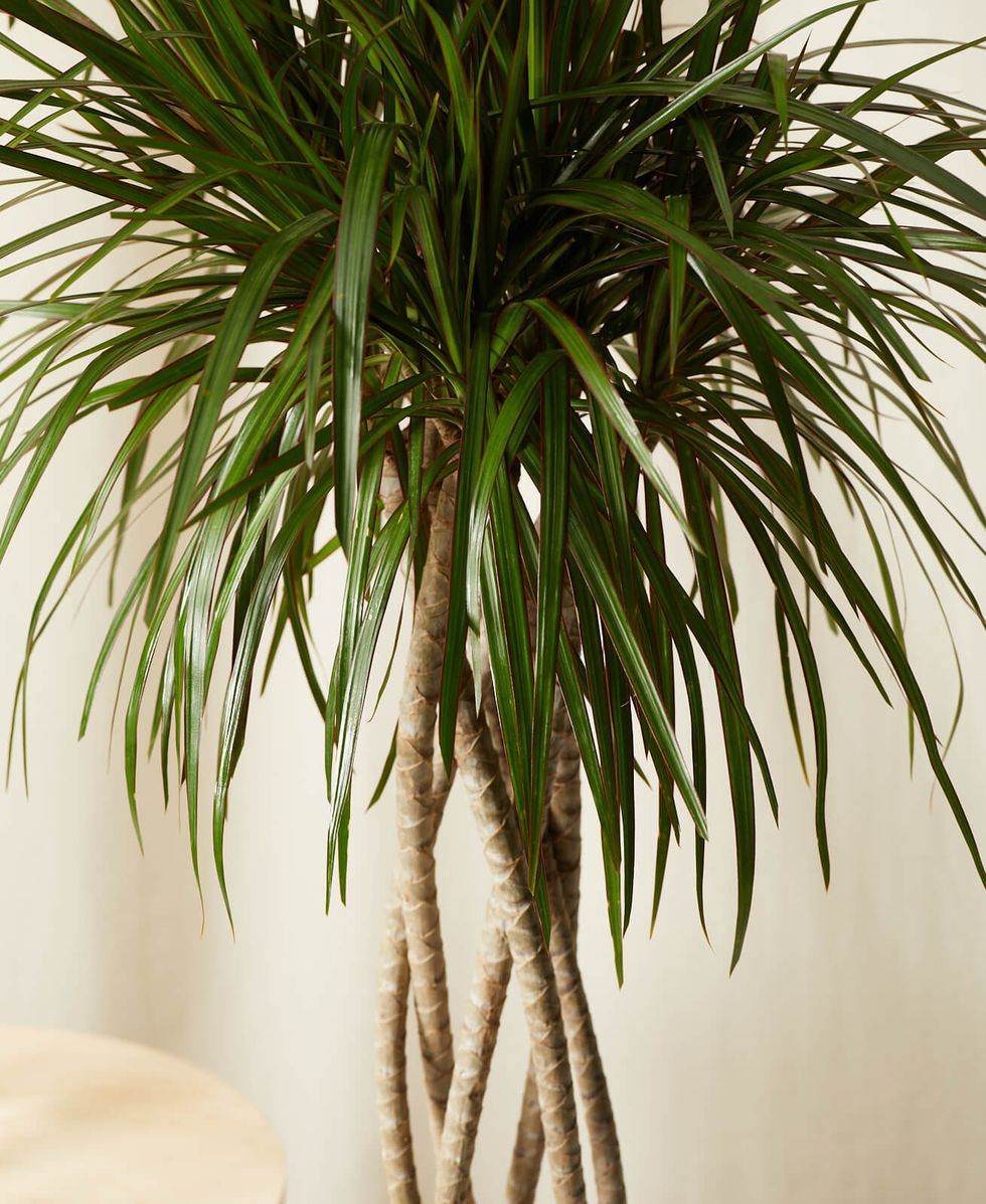 Dracena