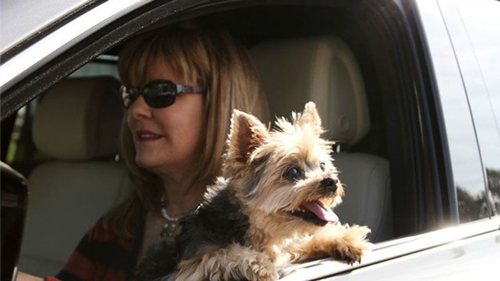 Driving-with-Dogs-unrestrained