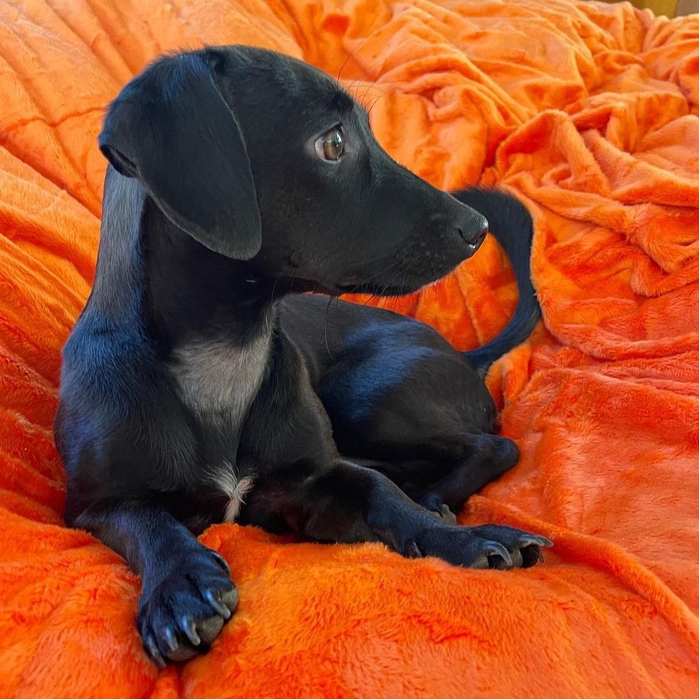 dualipa 242298858 402974861222626 1576010472715756023 n