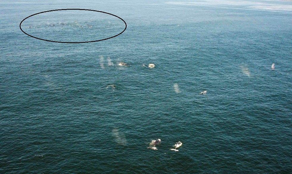 Ekspertët e befasuar me mbi 200 balena që janë mbledhur në një vend foto 2