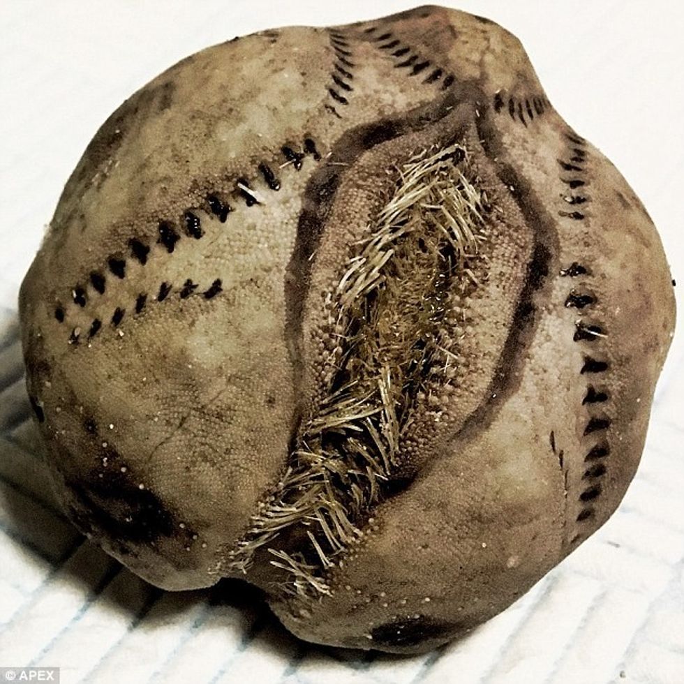 Ekspertët zbulojnë se çfarë janë këta toptha misterioz qe po shfaqen neper plazhe foto 2