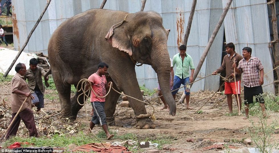 Elefanti i ikur nga cirku bllokoi qytetin për tri orë foto 6