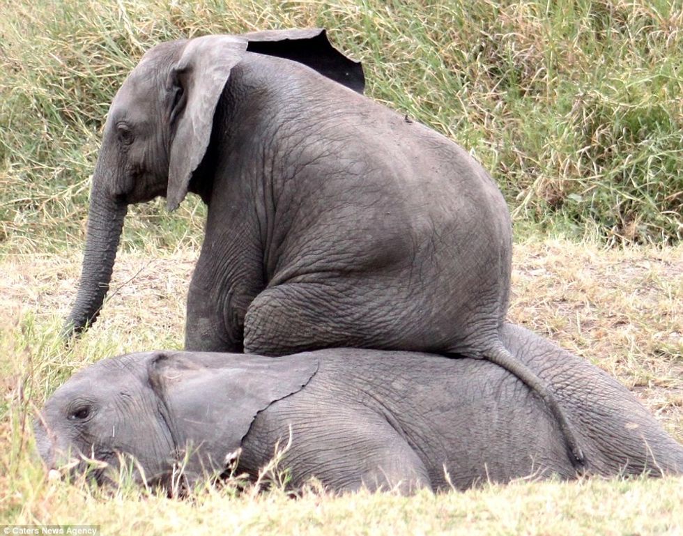 Elefanti shfrytezues ulet ne shpinen e shokut te shtrire foto 4