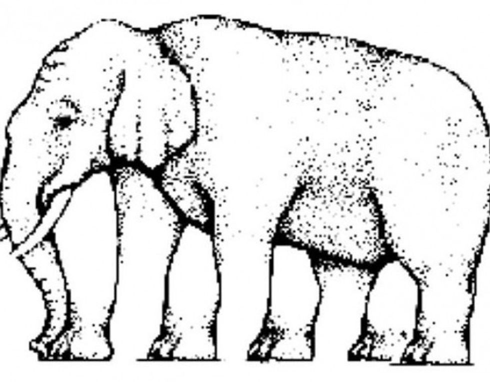 elefanti