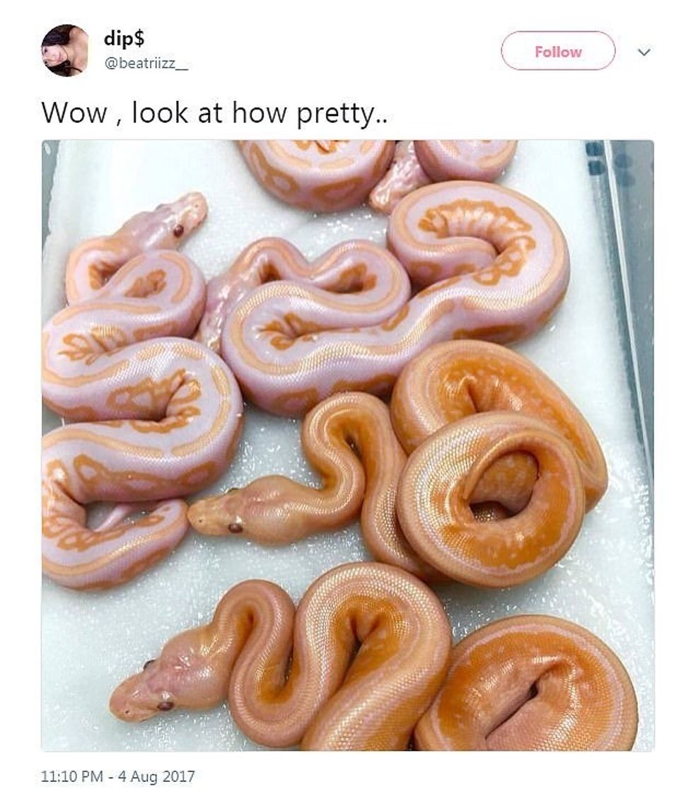 Ëmbëlsira apo gjarpërinj imazhi qe po mahnite shikuesit foto 2