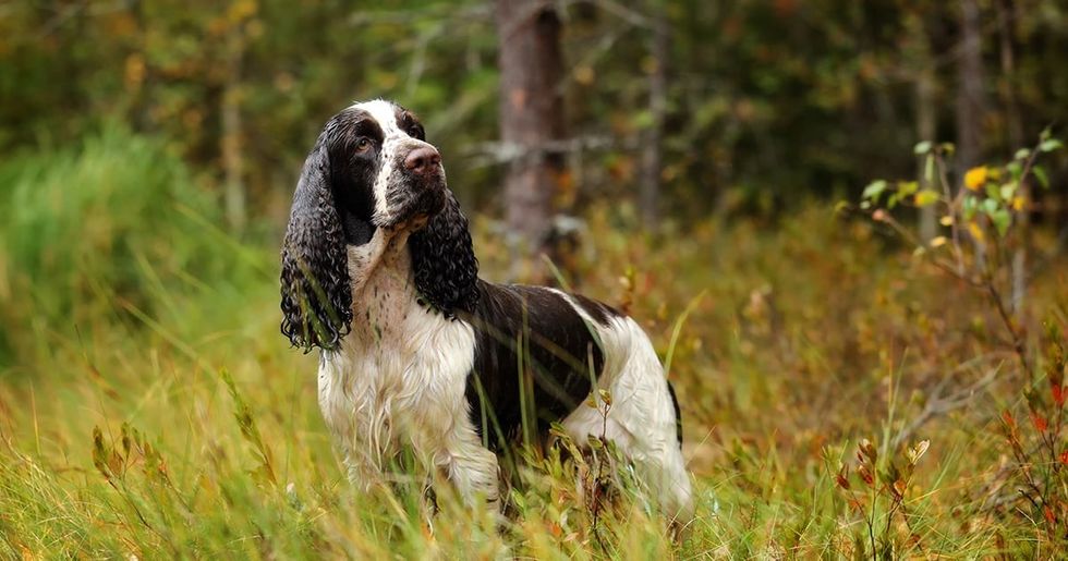 english springer spaniel on field 102020