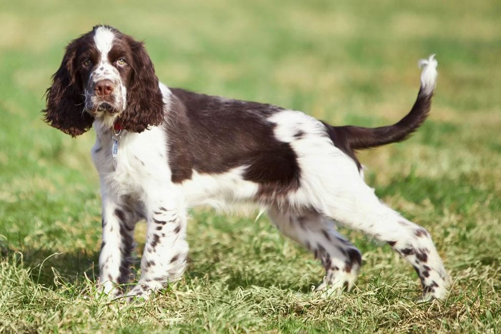 englishspringerspaniel adult
