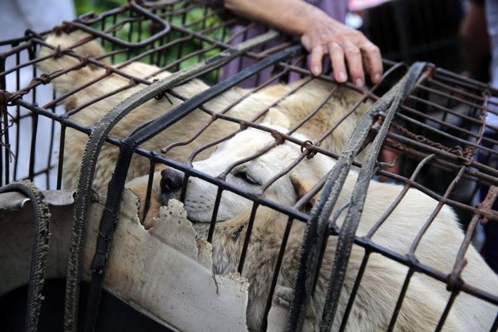 epa05378674 Dogs are seen in a cage for sale at a market in Yulin city, southern China's Guangxi province, 20 June 2016. Yulin dog meat festival will fall on 21 June 2016, the day of summer solstice, a day that many local people celebrate by eating dog meat, causing escalating conflicts between activists and dog vendors. EPA/WU HONG