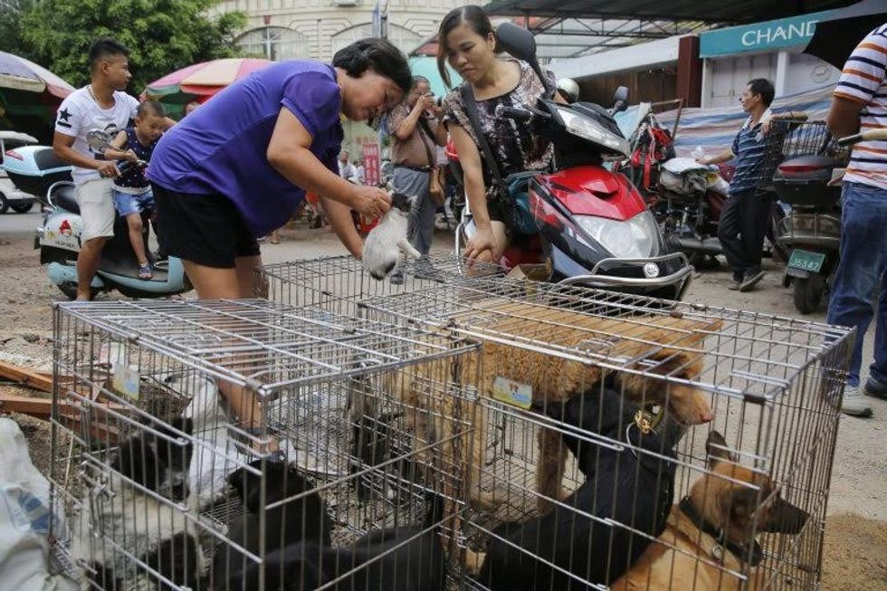 epa05378686 A vendor displays a cat for a buyer beside dogs in a cage at a market in Yulin city, southern China's Guangxi province, 20 June 2016. Yulin dog meat festival will fall on 21 June 2016, the day of summer solstice, a day that many local people celebrate by eating dog meat, causing escalating conflicts between activists and dog vendors. EPA/WU HONG