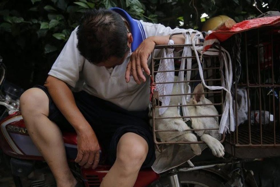 epa05378734 A vendor takes a nap as he waits for buyers beside a dog in cage for sale at a market in Yulin city, southern China's Guangxi province, 20 June 2016. Yulin dog meat festival will fall on 21 June 2016, the day of summer solstice, a day that many local people celebrate by eating dog meat, causing escalating conflicts between activists and dog vendors. EPA/WU HONG