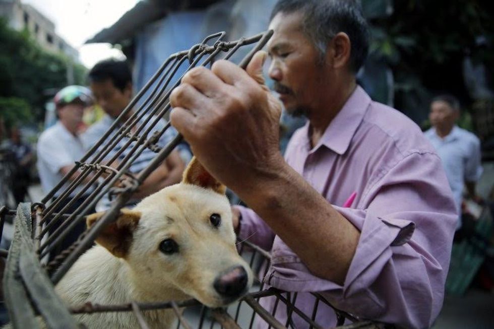 epaselect epa05378688 A vendor waits for buyers as he closes a cage with a dog for sale at a market in Yulin city, southern China's Guangxi province, 20 June 2016. Yulin dog meat festival will fall on 21 June 2016, the day of summer solstice, a day that many local people celebrate by eating dog meat, causing escalating conflicts between activists and dog vendors. EPA/WU HONG