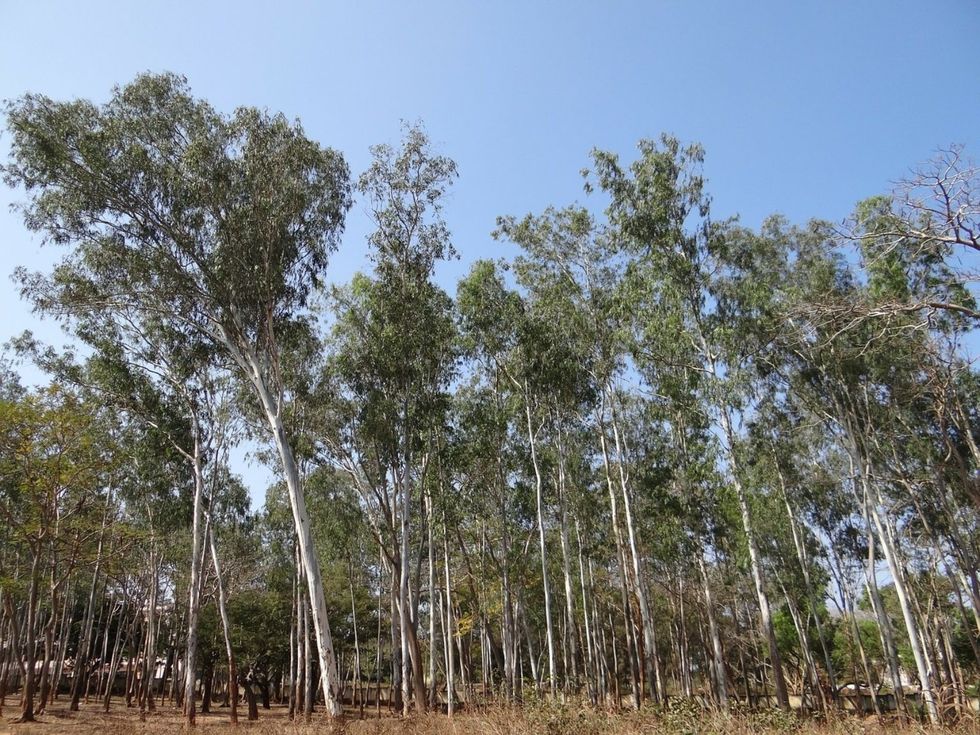 eucalyptus forest 1