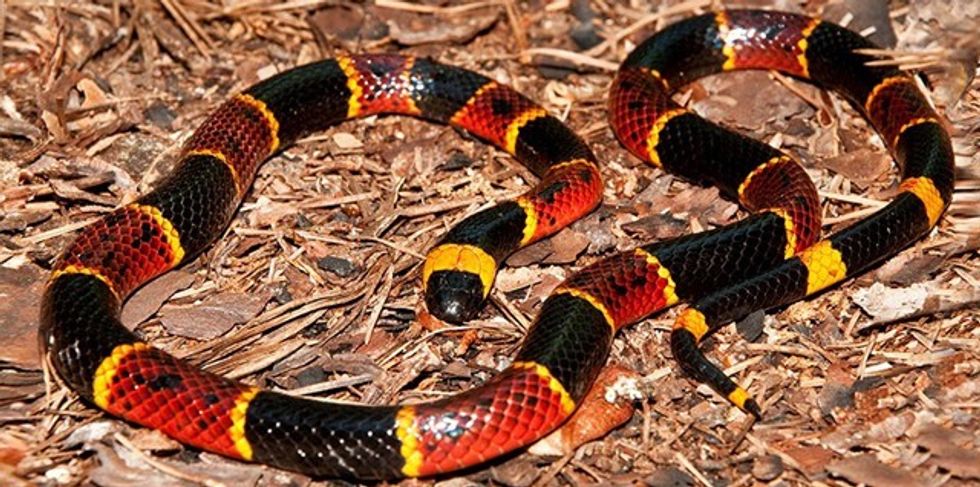 everglades airboat tour c