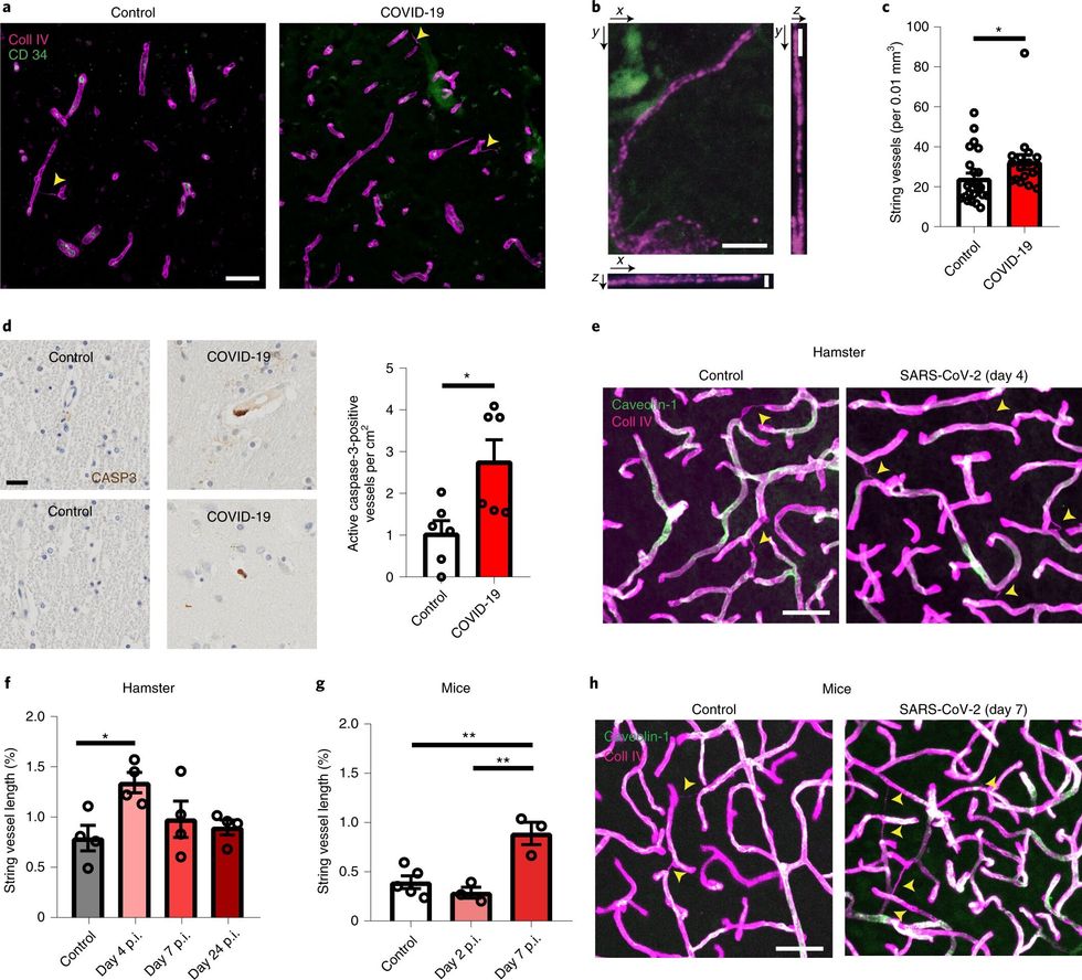 evidence suggests sars