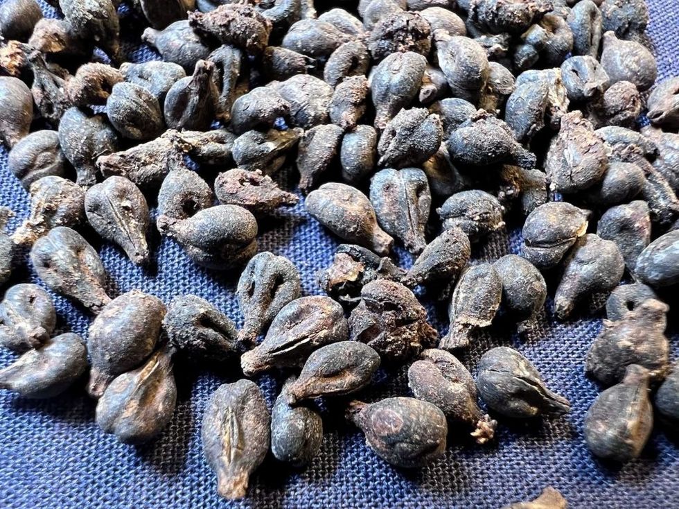 Excellently preserved grape seeds were found in the sealed wine jars.