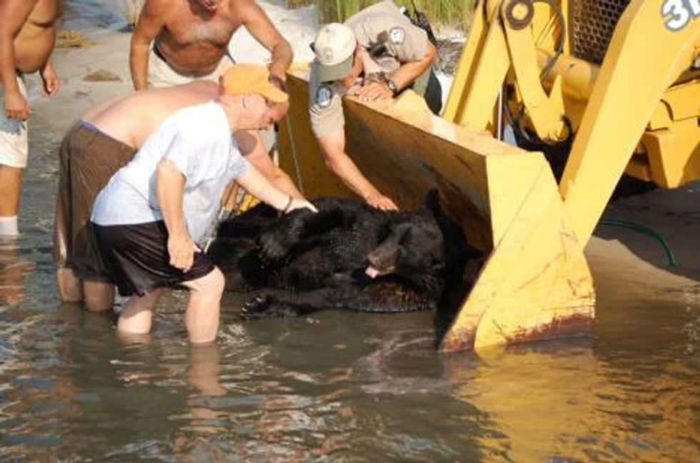 extremely brave man saves 400 lb black bear from drowning12