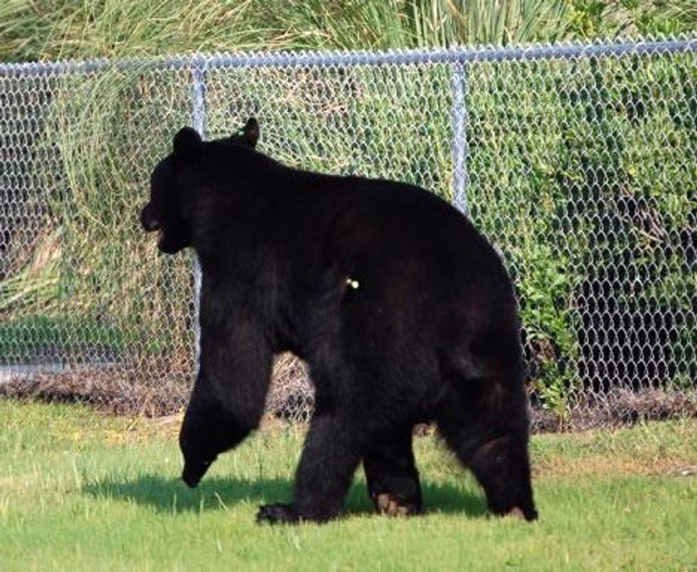 extremely brave man saves 400 lb black bear from drowning2