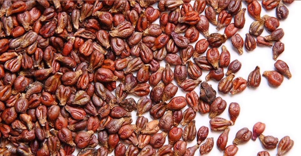 Farishtat e rrushit te pasura me permbajtjen e OPC edited