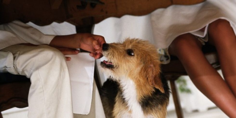FEEDING DOG UNDER TABLE
