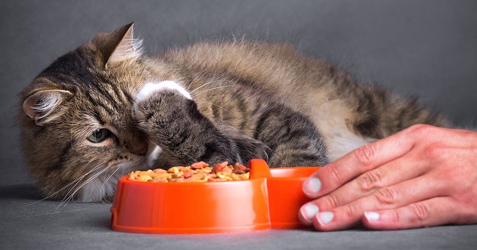 FELIWAY® Expert QA How to help a cat who isnt eating published