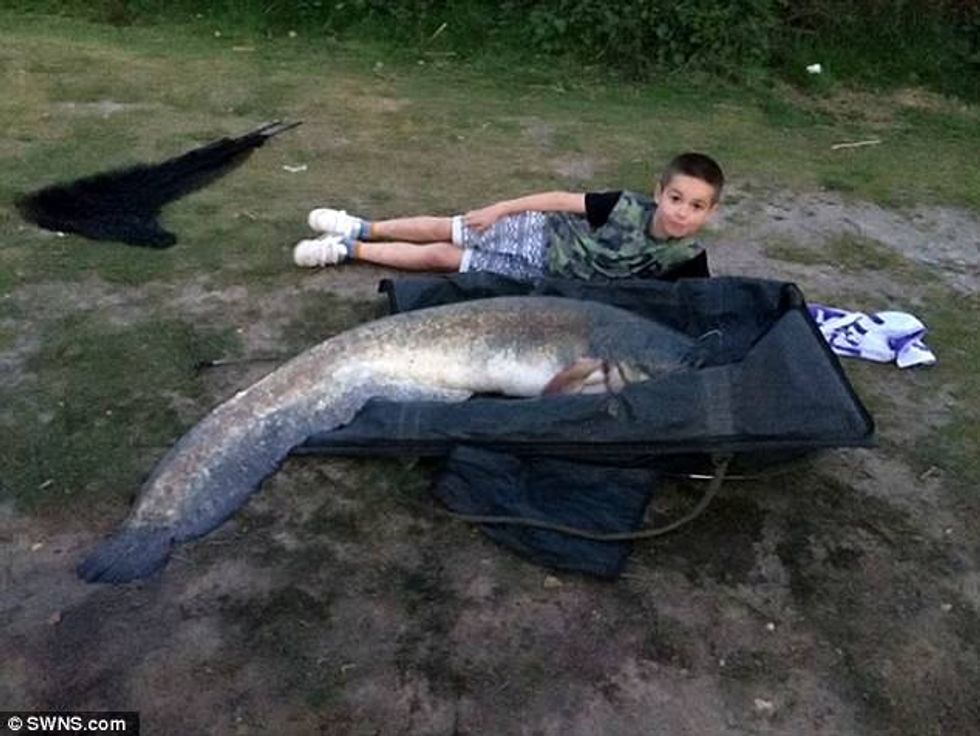 Fëmija zuri peshkun prej 25 kilogramëve me te gjate se trupi tij foto 2