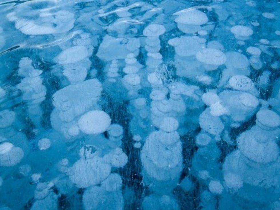 fenomen95